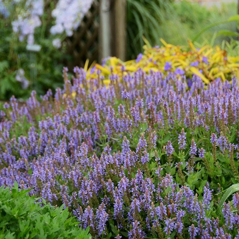 Blue Hill Salvia - Image 3