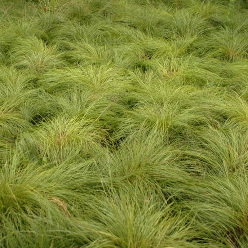 Prairie Dropseed Grass - Image 2