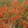 Sky Island Orange Hummingbird Trumpet (Zauschneria)